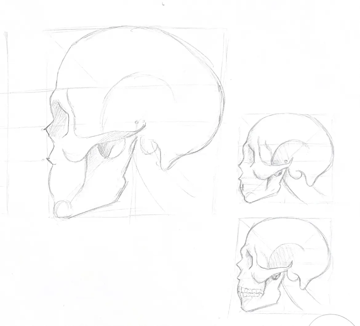 croquis crane profil